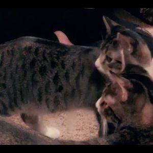 Meet your Posher, Jaretsyy